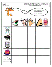 okul öncesi çocuklar için duyu organları